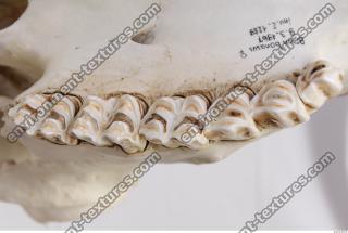 animal skull teeth 0019